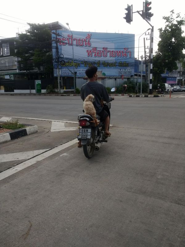 Dog passenger on scooter