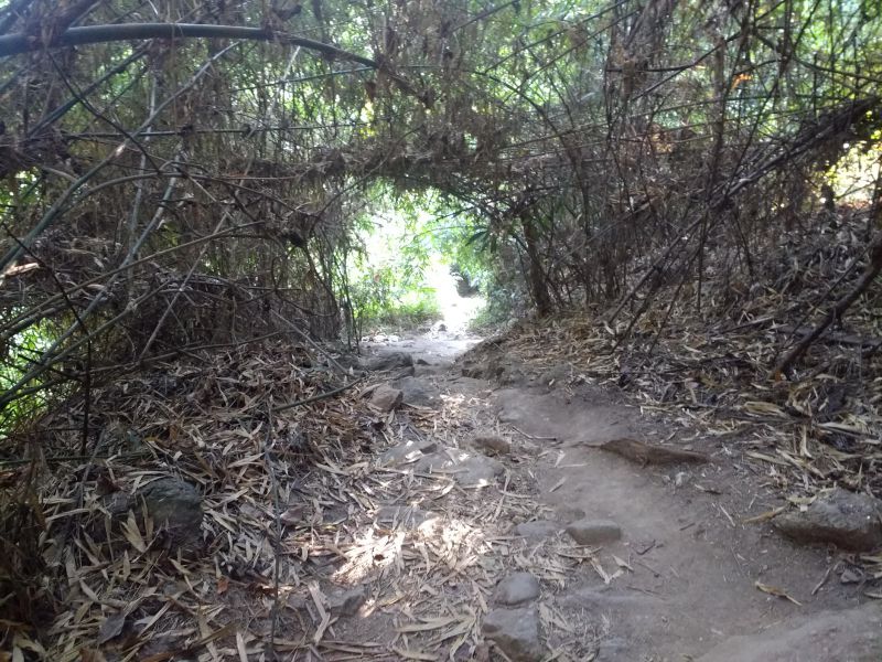 Walk to Doi Suthep by taking Monk Trail