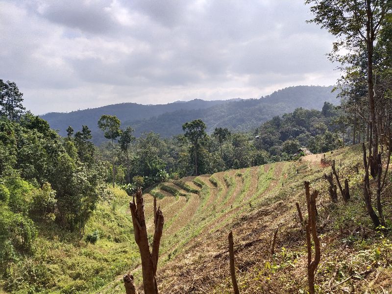 Motor Bike Ride & Mae Wang Elephant Camp Loop with Chiang Mai Walk and Talk hiking Facebook group